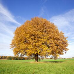 Autumn tree in green meadow