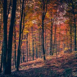 Inside an autumn forest