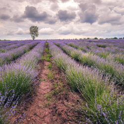 Blooming lavender under clouds