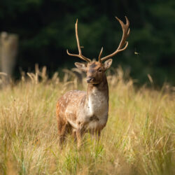 Deer buck in springtime meadow