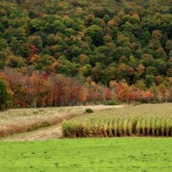 Autumn farm fields