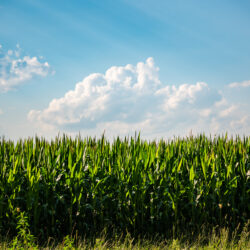 Blue sky cornfield