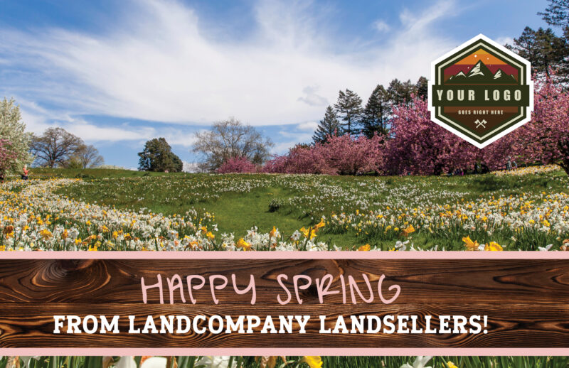 Cherry Trees and Daffodils