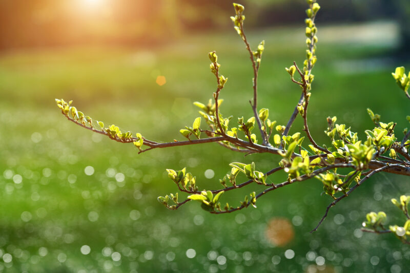 Budding Branch in Spring