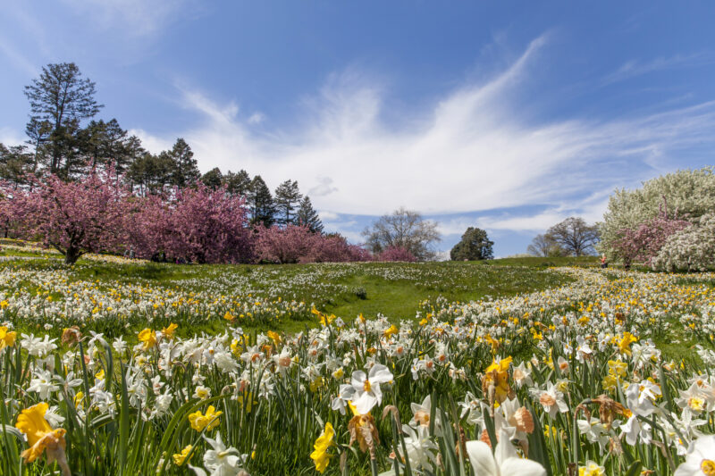 Cherry Trees and Daffodils
