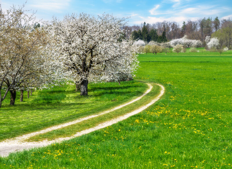 Dirt Road and Cherry Trees