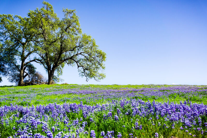 Oak Trees and Purple Wildflowers