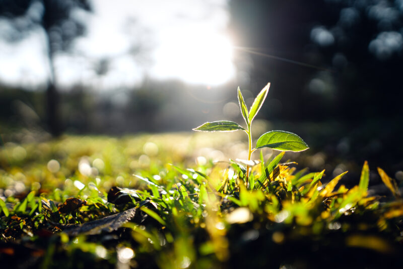 Tree Sprouting in Spring