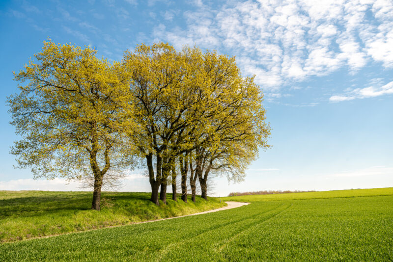 Yellow Trees on Green Grass